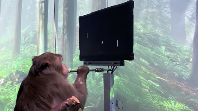 Neuralink: Małpa grająca w Ponga bez użycia rąk. Mózg dziewięcioletniego zwierzęcia zastąpił tradycyjne kontrolery [1]