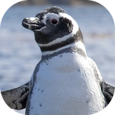 Jak wypada Linux w porównaniu z Windows? Nowe statystyki systemowe z rynku PC za luty 2026