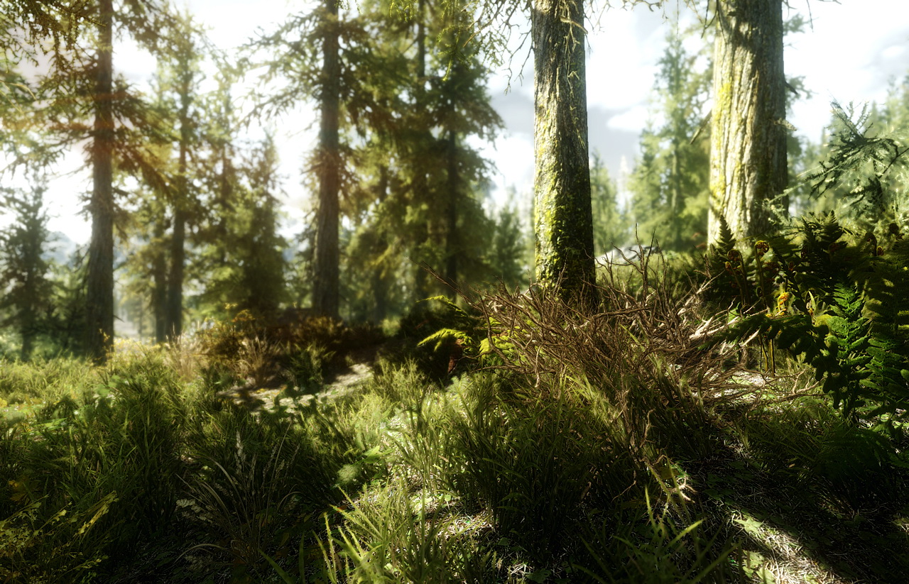 Skyrim graphics. ENB Графика. The Forest Графика. Скайрим реалистичная Графика. Скайрим лес.