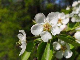 Test smartfona Huawei P20 Pro - Czy to nowy król fotografii? [nc12]