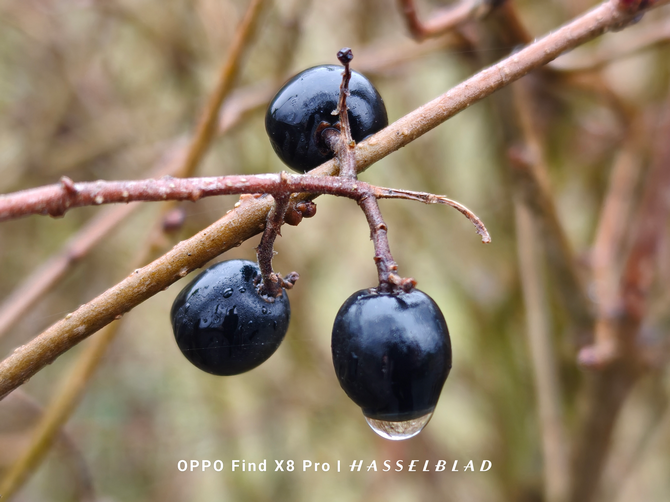 Test smartfona OPPO Find X8 Pro - flagowiec, że mucha nie siada! Doskonałe aparaty, mocna bateria i wydajny Dimensity 9400 [nc1]
