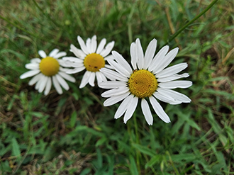 Test Redmi 7A - niedrogi smartfon do zadań mniej specjalnych [nc3]