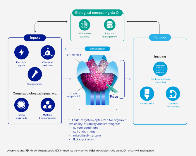 Artificial intelligence will not conquer the world.  According to scientists, organics have much more potential [2]