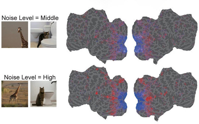 We are already able to read high-resolution images of our brain activity.  Another milestone has been achieved [5]