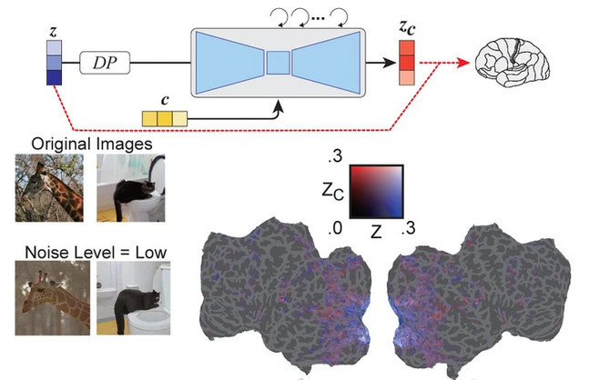 We are already able to read high-resolution images of our brain activity.  Another milestone has been achieved [4]