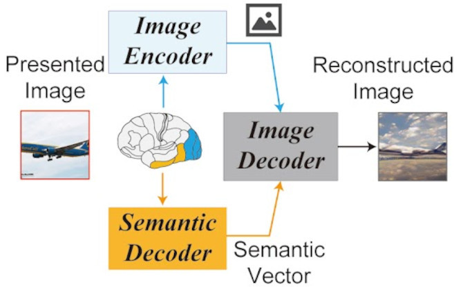 We are already able to read high-resolution images of our brain activity.  Another milestone has been achieved [3]