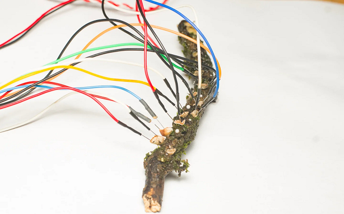 A computer made from mushrooms may be an alternative to organics, but it is unlikely to ever replace silicon [2]