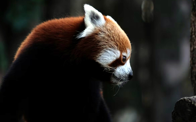 Mozilla Firefox, Windows i nowa technologia. Ta ostatnia wkrótce pojawi się też w wersji dla innych systemów [1]