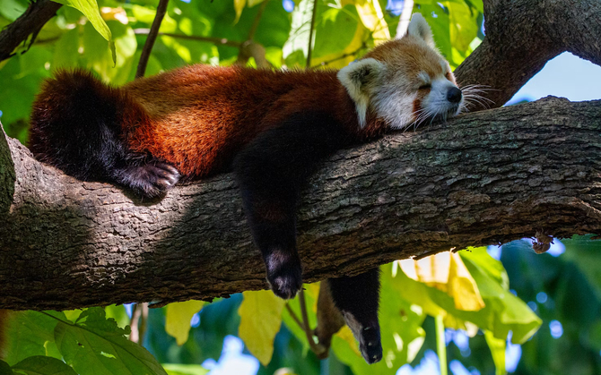 Mozilla Firefox, Windows i nowa technologia. Ta ostatnia wkrótce pojawi się też w wersji dla innych systemów [2]
