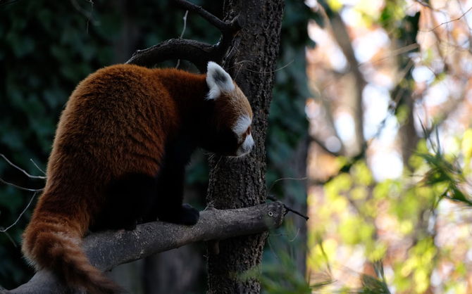 Firefox 143.0 w wersji beta. Jakie zmiany wprowadziła Mozilla? Nowości dla Windows, Android, Linux i macOS  [2]